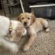 Mini golden doodles