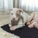 Adora-bull pit bull puppies!