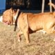 Stud pure bread standard bully excellent build