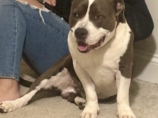 1 year old Pitt