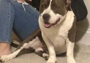 1 year old Pitt