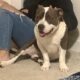 1 year old Pitt