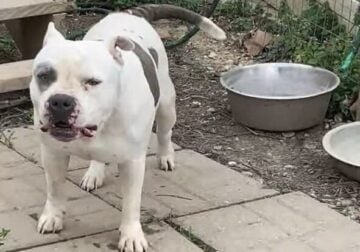 Female pocket bully