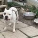 Female pocket bully