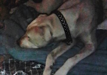 Female Red nose Pitbull