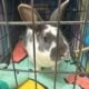 Bunnies For Sale
