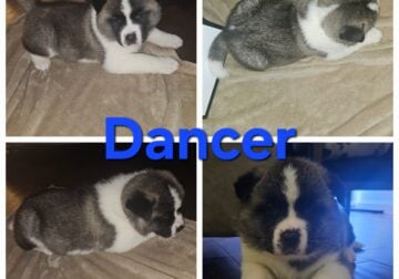 Akita puppies ready to go today!!!
