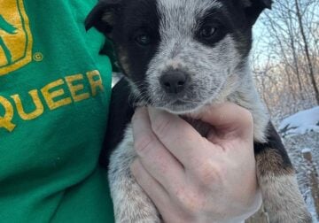Texas heeler