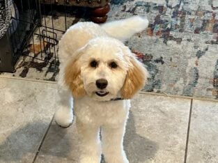 Mini Goldendoodle