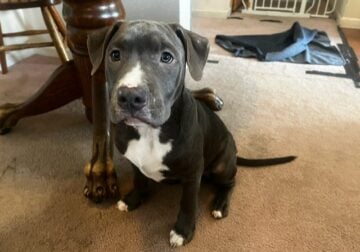 Blue and Red Nose Puppy – Red Collar