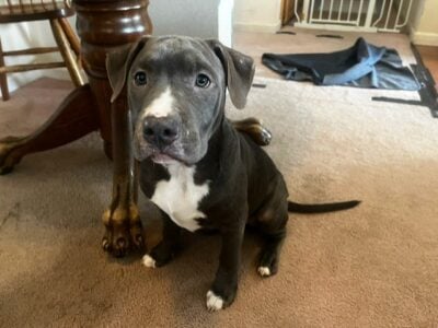 Blue and Red Nose Puppy – Red Collar