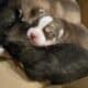 Akc siberian huskies