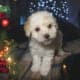 Maltipoo Puppies – 8 week old males