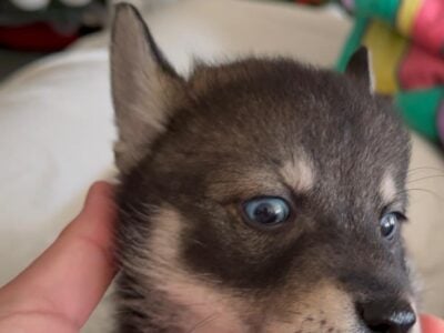 Pomsky Puppies