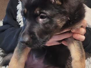 AKC German Shepherd Puppies