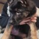 AKC German Shepherd Puppies