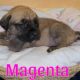 English Mastiff Puppies
