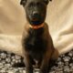 7 Malinois Puppies for Sale