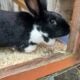 Bunnies For Sale