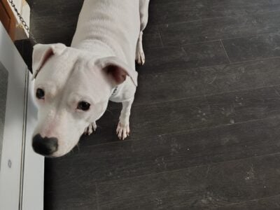 2 Year Old Pitbull
