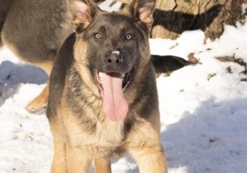 AKC German Shepherd male in Indiana (Gunner)