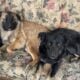 *URGENT* need of home!!!!!! pls help