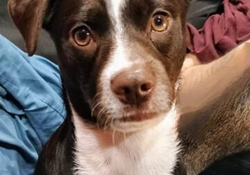 A Sweet boy looking for a forever home ❤️