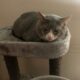 Desperately need home for cat