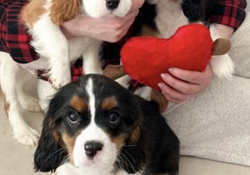 Cavalier King Charles Spaniel puppies