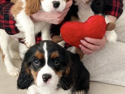 Cavalier King Charles Spaniel puppies