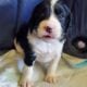 AKC English Springer Spaniels Champion Bloodlines