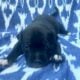 Pure bred Staffordshire Bull Terrier Puppies