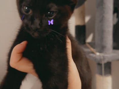 Pepper looking for new home!