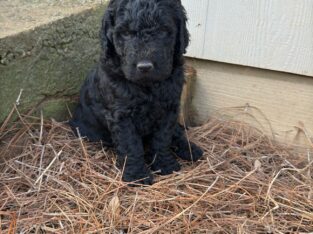 “Cooper” – Rare, black goldendoodle male