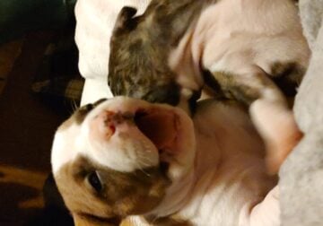American bully and Pit Bull Puppies