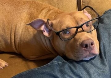 Adoption Nero