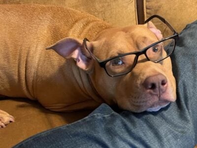 Adoption Nero