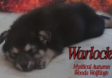 40% Gray Wolf Dog Puppies For Sale
