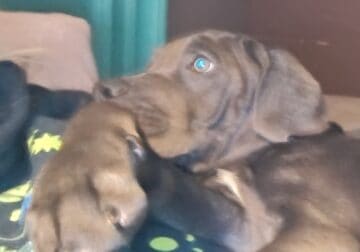 Cane Corso puppies ft worth