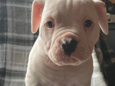 American Bulldog 2