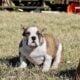 Pocket extreme bully male puppy