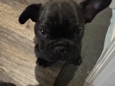 Male Brindle French bulldog