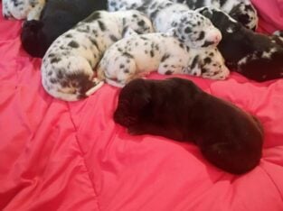 Great Dane Puppies