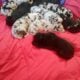 Great Dane Puppies