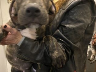 Great Dane / Mastiff boys