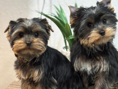 Boy and girl yorkie