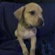 American Staffordshire Terrier Puppies