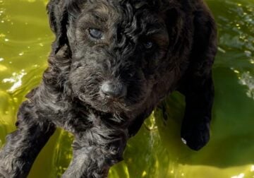 Moyan Poodle