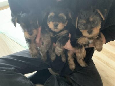 Yorkiepoo puppies