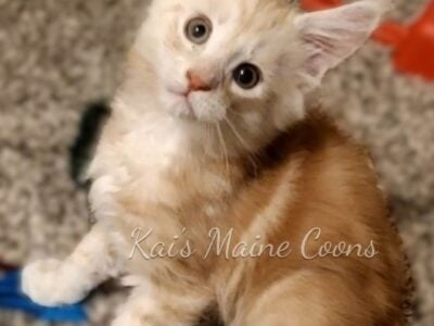 Maine Coon Kittens